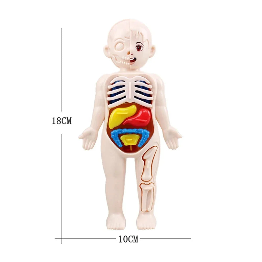 BodyWise™ Montessori Anatomy Kit