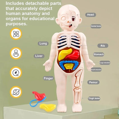 BodyWise™ Montessori Anatomy Kit